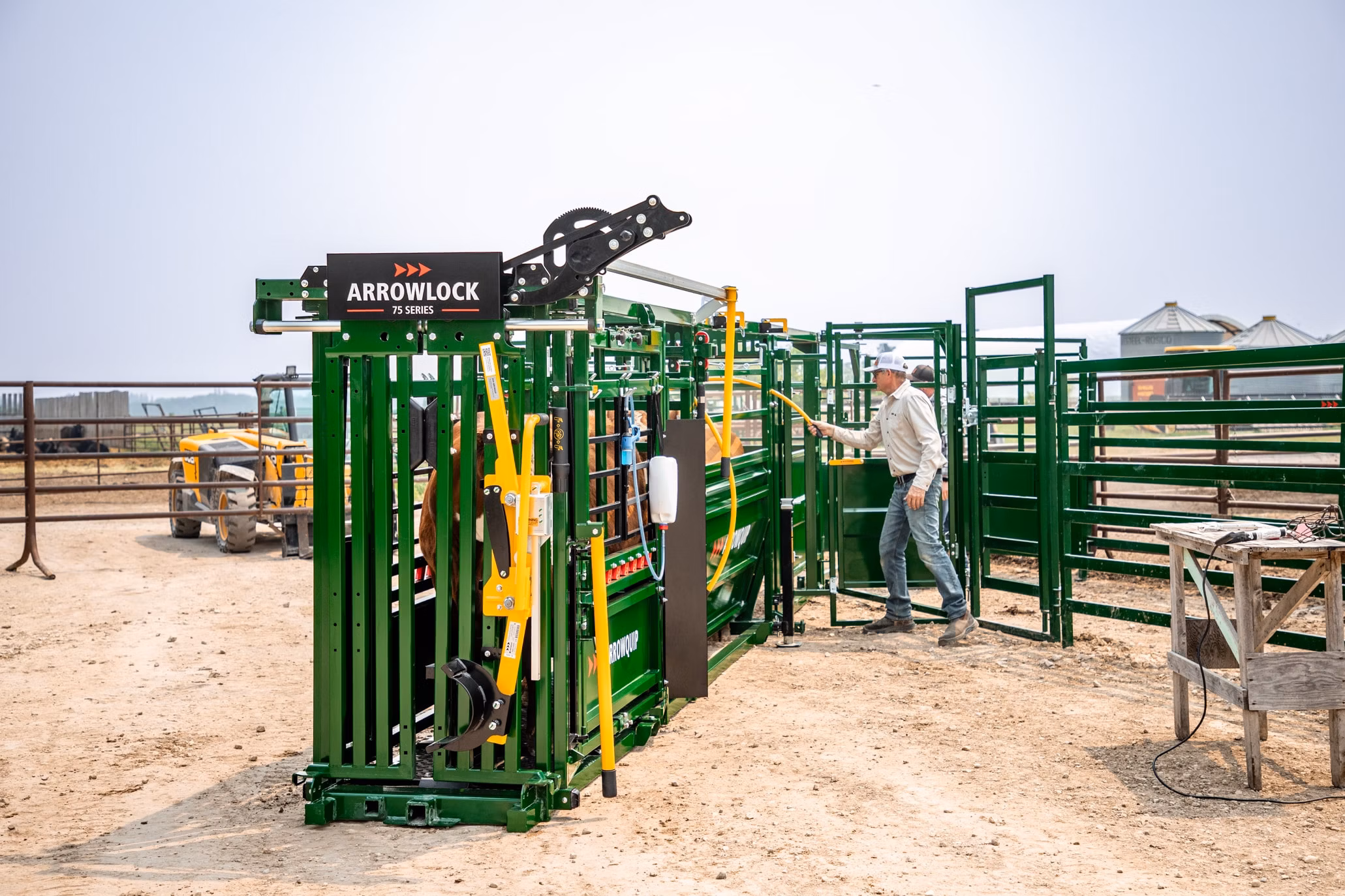 Cattle flow in working Arrowlock 75 Series cattle chute, alley and tub