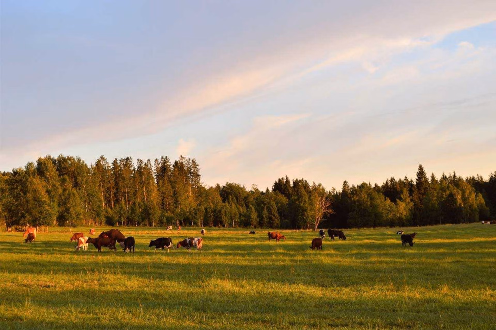 Cattle grazing in grass field with trees in the background
