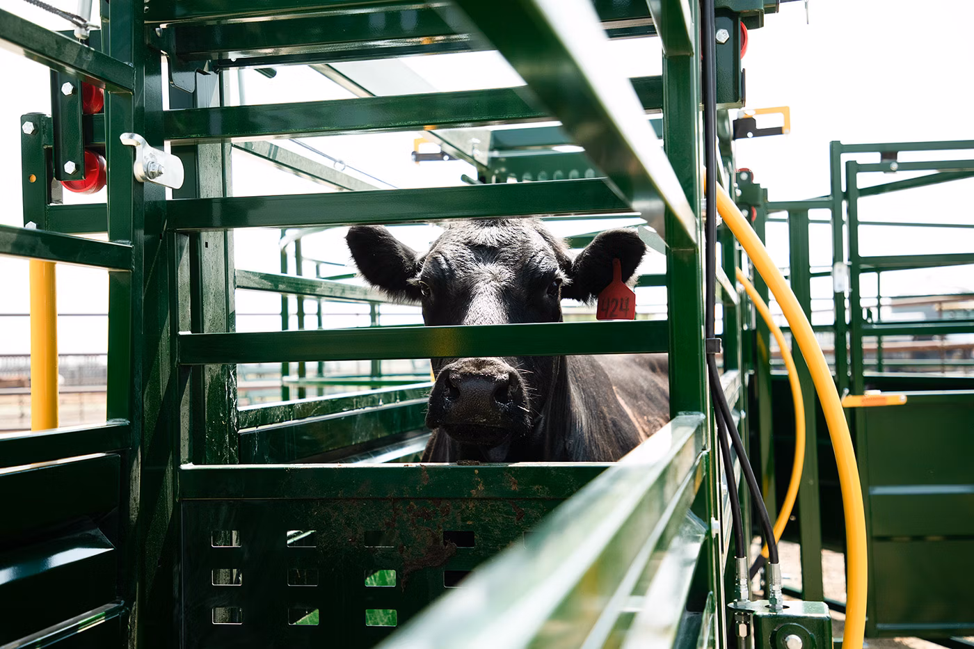 Arrowquip cattle handling
