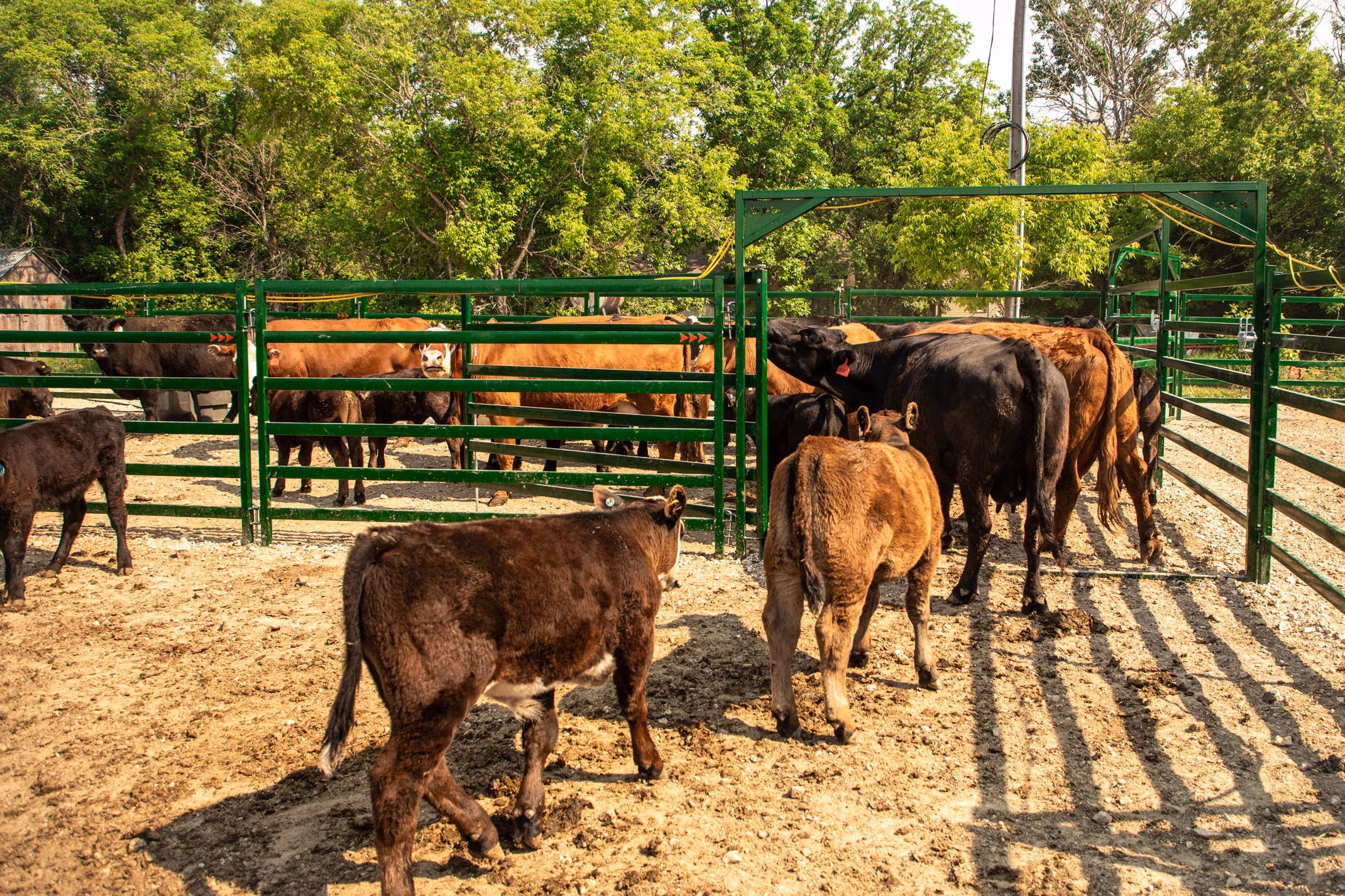 Herd of black and brown cattle moving calmly through arrow cattle gate with bow in cattle handling system