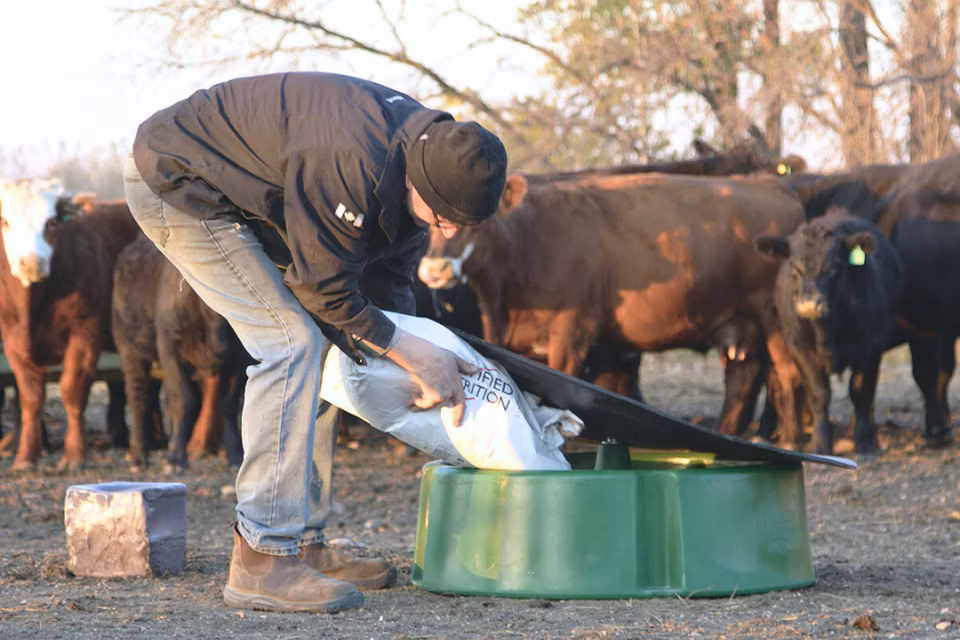 Rancher refilling a cattle mineral feeder with loose mineral