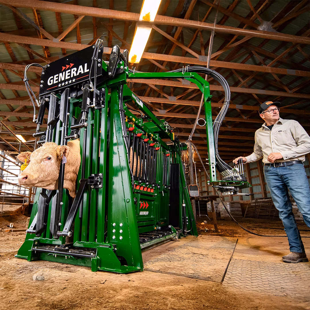 Operator using controls on feedlot hydraulic cattle chute