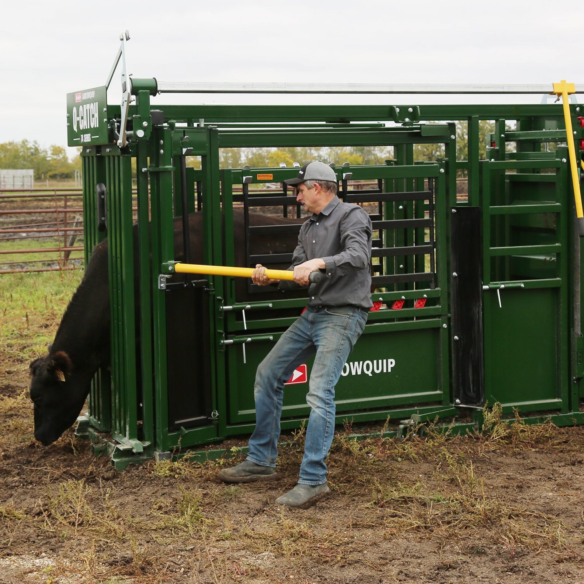 Ranching squeezing a black cow in a deluxe vet 74 Series head chute