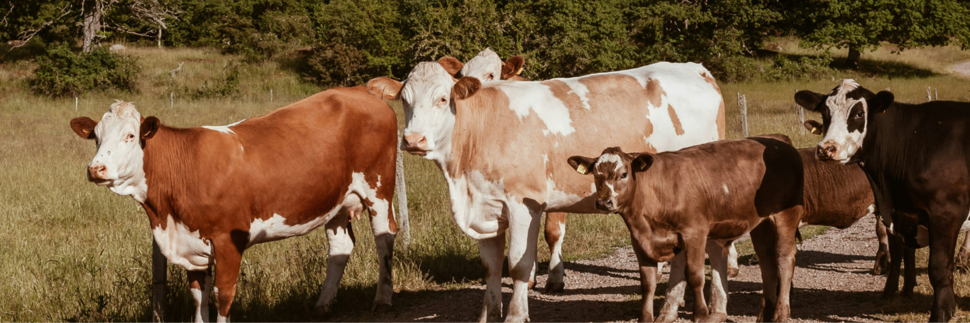 Cattle group
