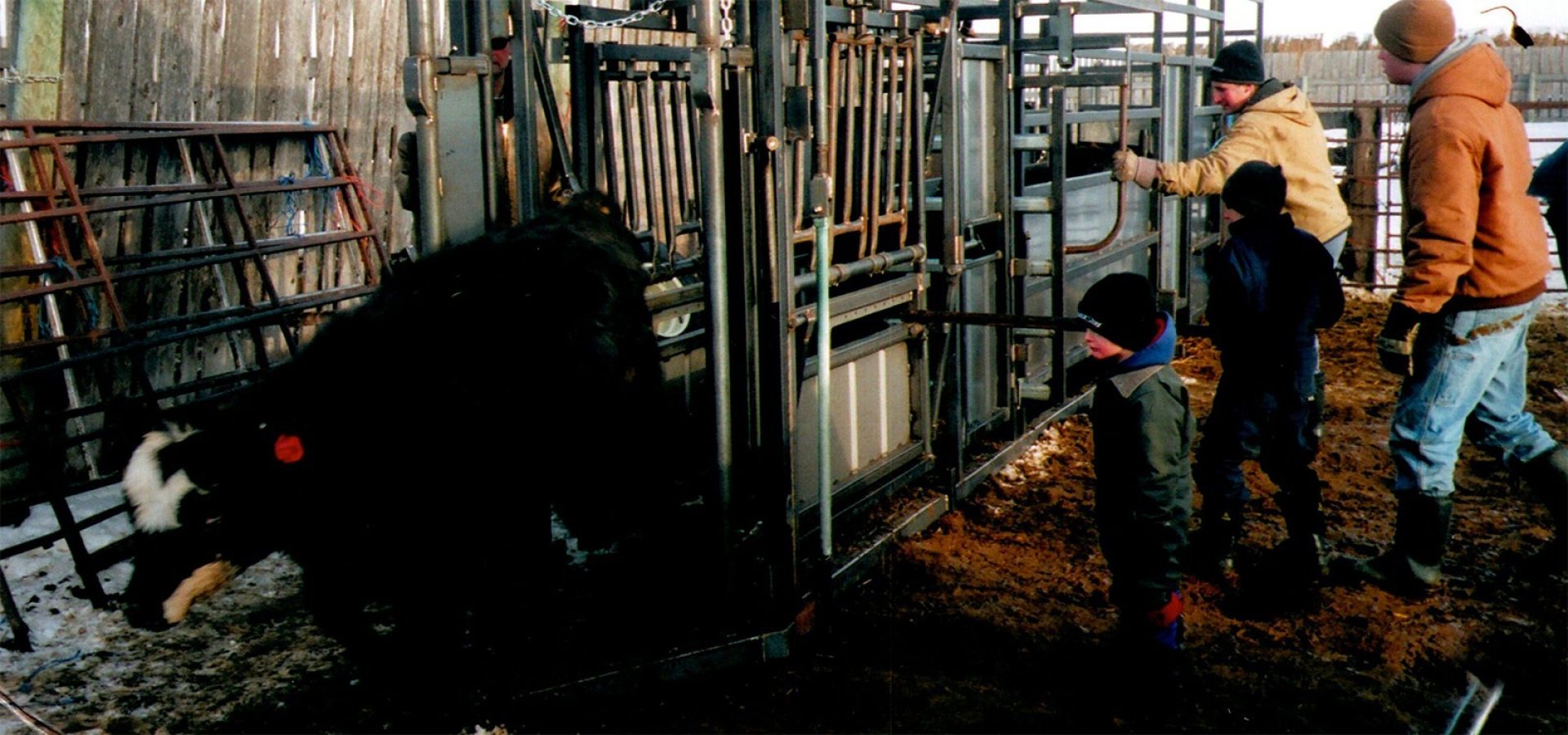 Family working cattle in early model Arrowquip cattle squeeze chute